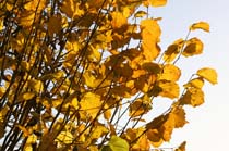 3-Herbstgold_5366