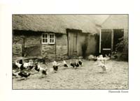 0718 Flatternde Enten