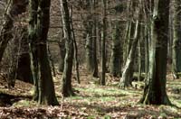 StockhaeuserWald