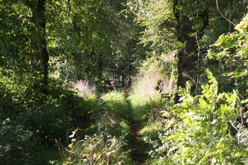 Weg_7925