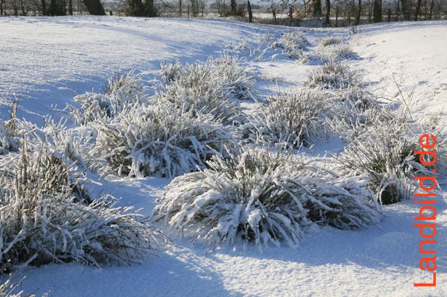 Schilfgras_7668