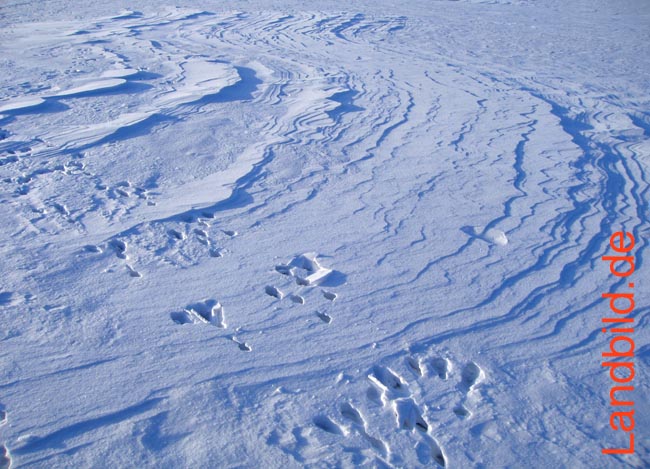 Schnee-Spuren_8360