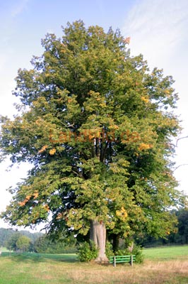 Vierzehnheiligen_2168b